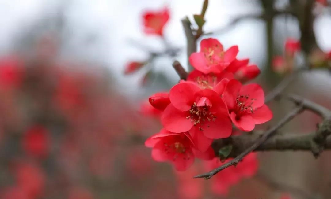 踏青赏花好时节，在都江堰的花海里拥抱整个春天
